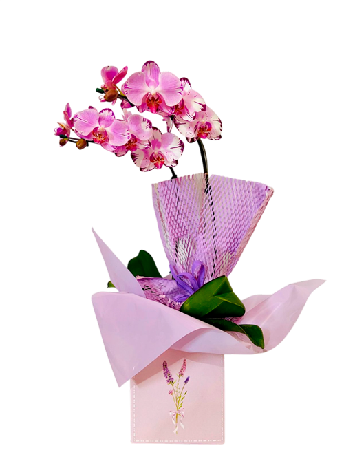 Flores-são-os-melhores-presente-para-quem-você-ama-2